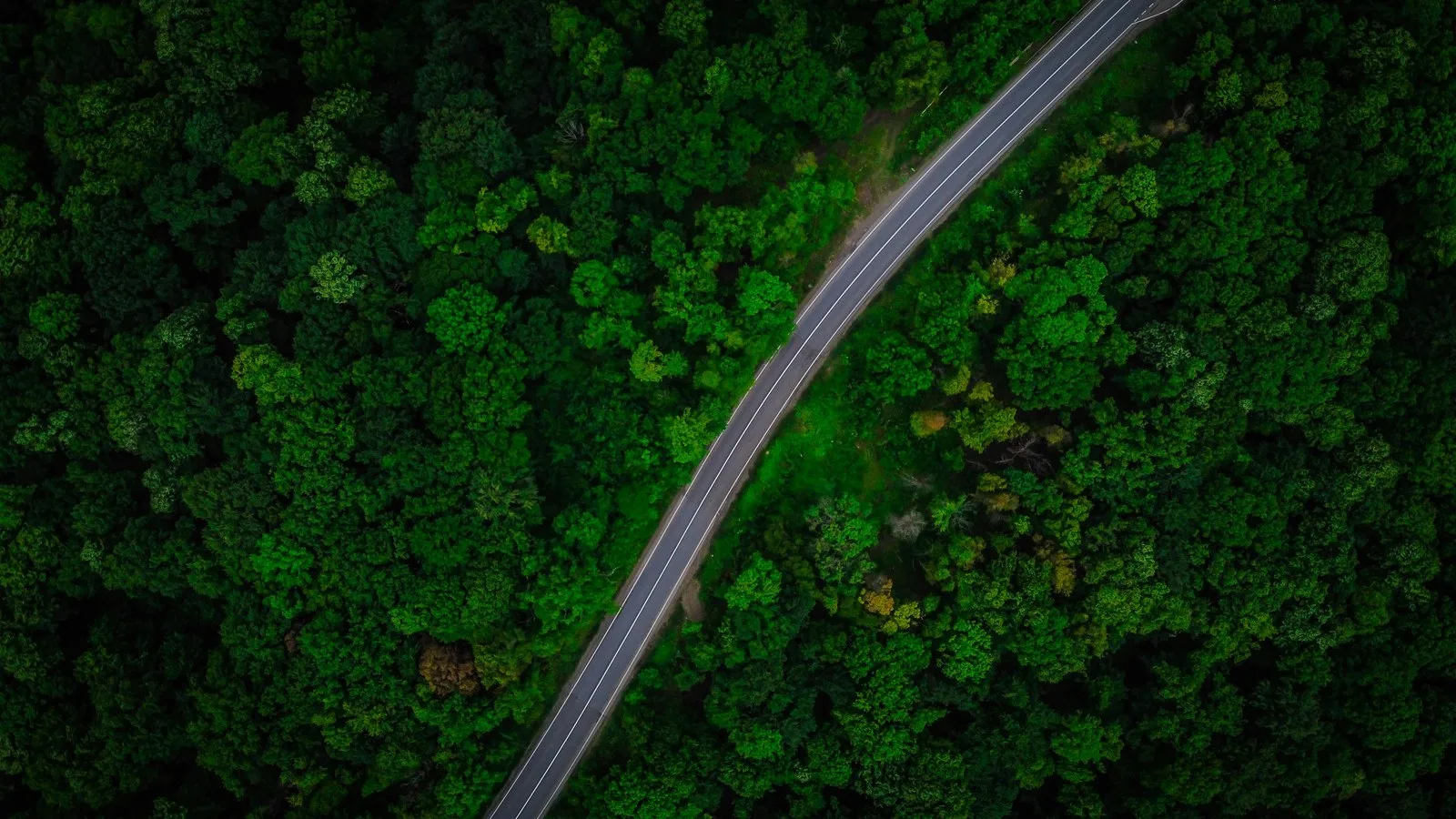 Aerial view of a road curving through dense green forest canopy